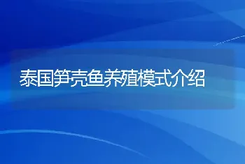 泰国笋壳鱼养殖模式介绍