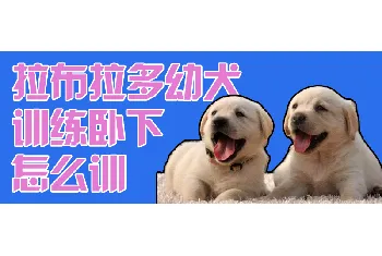 拉布拉多幼犬训练卧下怎么训