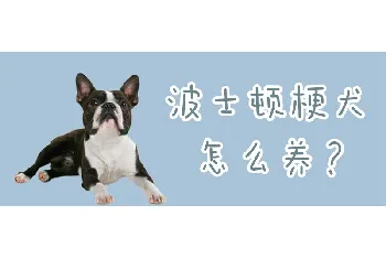 波士顿梗犬怎么养