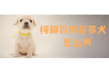 纯种拉布拉多犬怎么养