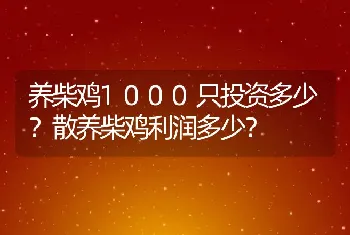 养柴鸡1000只投资多少？散养柴鸡利润多少？