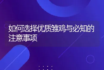 如何选择优质雏鸡与必知的注意事项