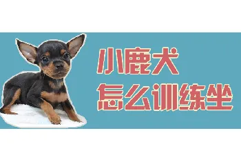 小鹿犬怎么训练坐