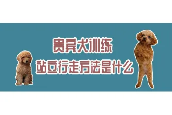 贵宾犬训练站立行走方法是什么