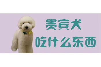 贵宾犬吃什么东西