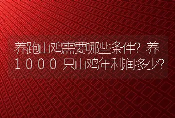 养跑山鸡需要哪些条件？养1000只山鸡年利润多少？