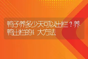 鸭子养多少天可以出栏？养鸭出栏的4大方法