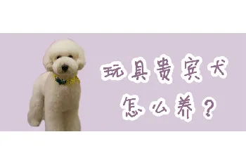 玩具贵宾犬怎么养