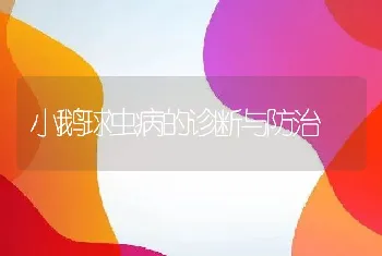 小鹅球虫病的诊断与防治