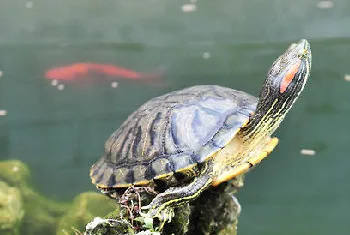 夏季高温来袭，养龟要注意什么？