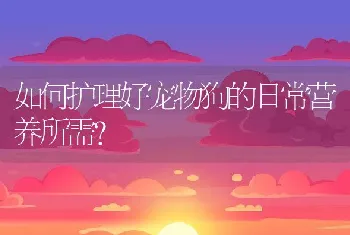 如何护理好宠物狗的日常营养所需？