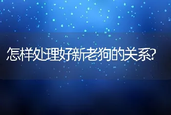 怎样处理好新老狗的关系?