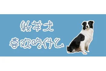 牧羊犬喜欢吃什么