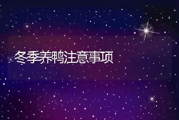 冬季养鸭注意事项