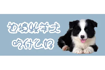 边境牧羊犬吃什么好