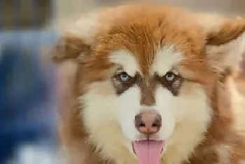 [雪橇犬图片]外表冷漠内心狂热的雪橇犬