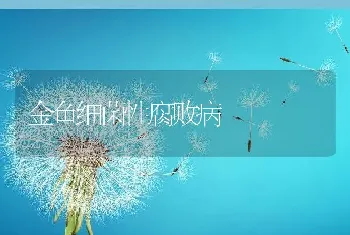 金鱼细菌性腐败病