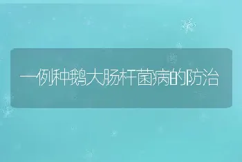 一例种鹅大肠杆菌病的防治