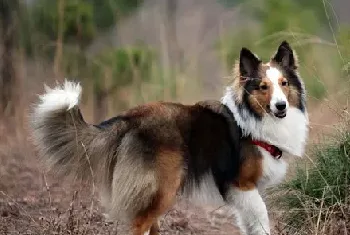 如何挑选纯种的喜乐蒂牧羊犬