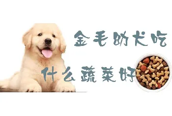 金毛幼犬吃什么蔬菜好