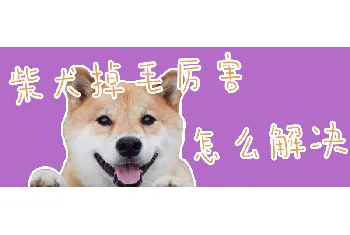 柴犬掉毛厉害怎么解决