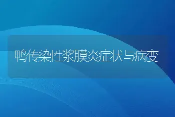 鸭传染性浆膜炎症状与病变