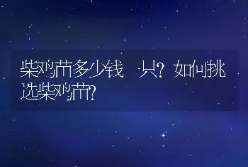 柴鸡苗多少钱一只？如何挑选柴鸡苗？