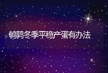 鹌鹑冬季平稳产蛋有办法