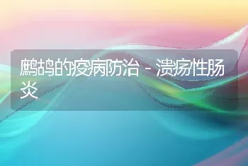 鹧鸪的疫病防治－溃疡性肠炎