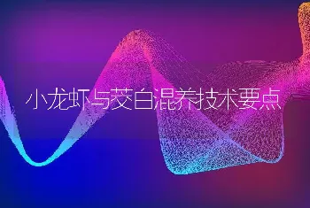 小龙虾与茭白混养技术要点