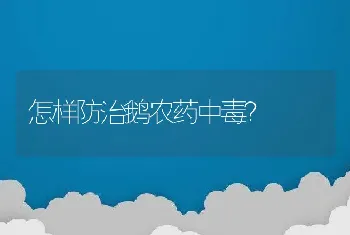 怎样防治鹅农药中毒？