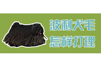 波利犬毛怎样打理