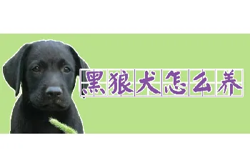 黑狼犬怎么养