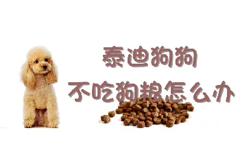 泰迪狗狗不吃狗粮怎么办