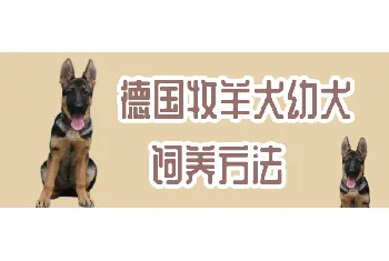 德国牧羊犬幼犬饲养方法