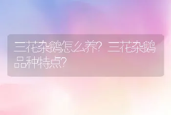 三花杂鹅怎么养？三花杂鹅品种特点？