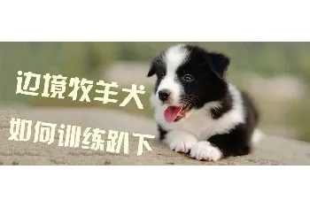 边境牧羊犬如何训练趴下