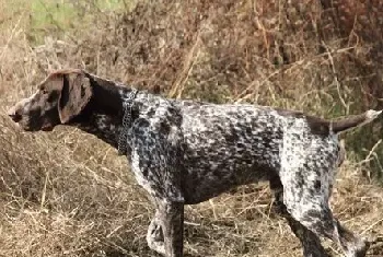 狗狗缺少微量元素吃什么好