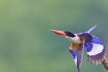 翡翠鸟的品种介绍