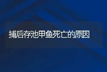 捕后存池甲鱼死亡的原因