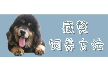 藏獒饲养方法