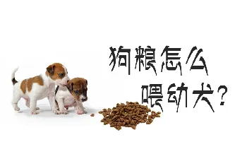 狗粮怎么喂幼犬