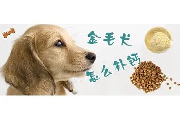 金毛犬怎么补钙