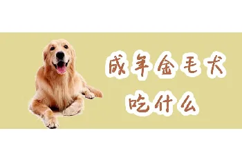 成年金毛犬吃什么