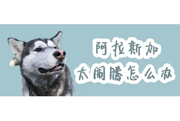 阿拉斯加太闹腾怎么办