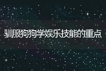 驯服狗狗学娱乐技能的重点