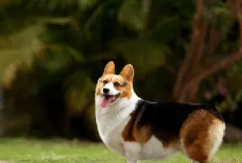 [柯基犬图片]我和柯基犬的踏青之旅