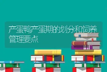 产蛋鸭产蛋期的划分和饲养管理要点