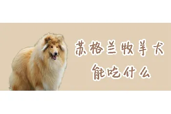 苏格兰牧羊犬能吃什么