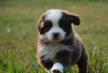 新手幼犬饲养注意事项